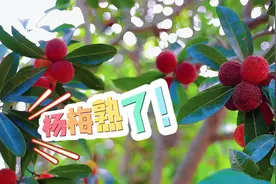联“县”热推丨香甜可口！荆楚各地采摘地图出炉→图片