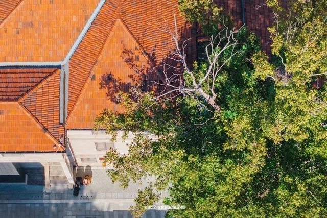 武汉为百年古树建公园，免费开放！