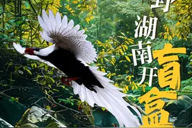 海报 | 生物有“多”野 湖南开“盲盒”②：白鹇图片