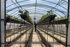 秸秆树枝剩菜叶，在京郊变成有机肥就地还田图片