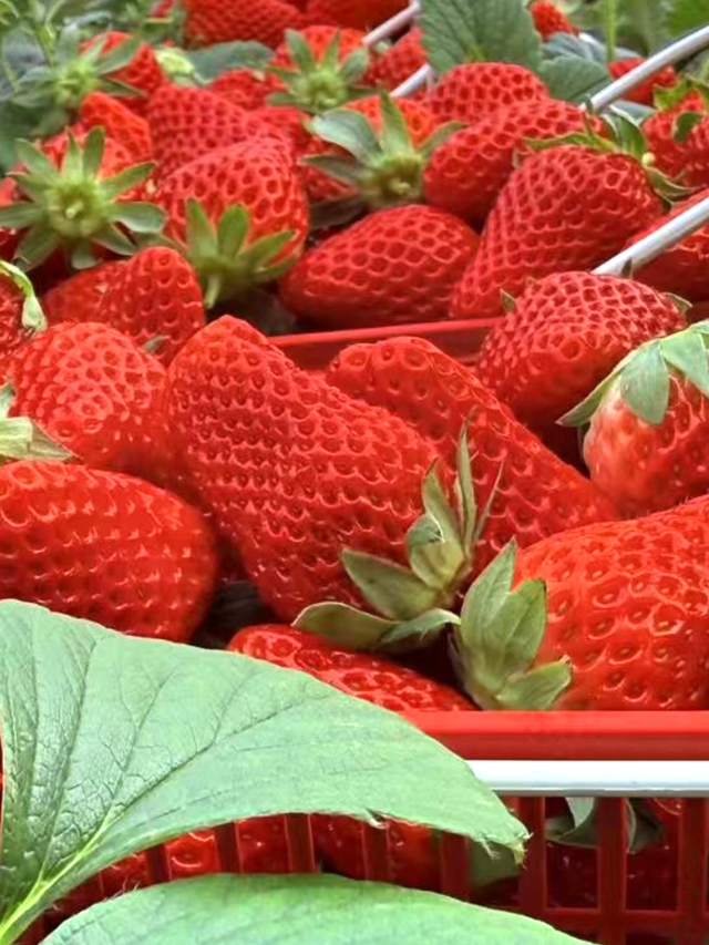 冬日限定甜蜜！草莓采摘正当时！