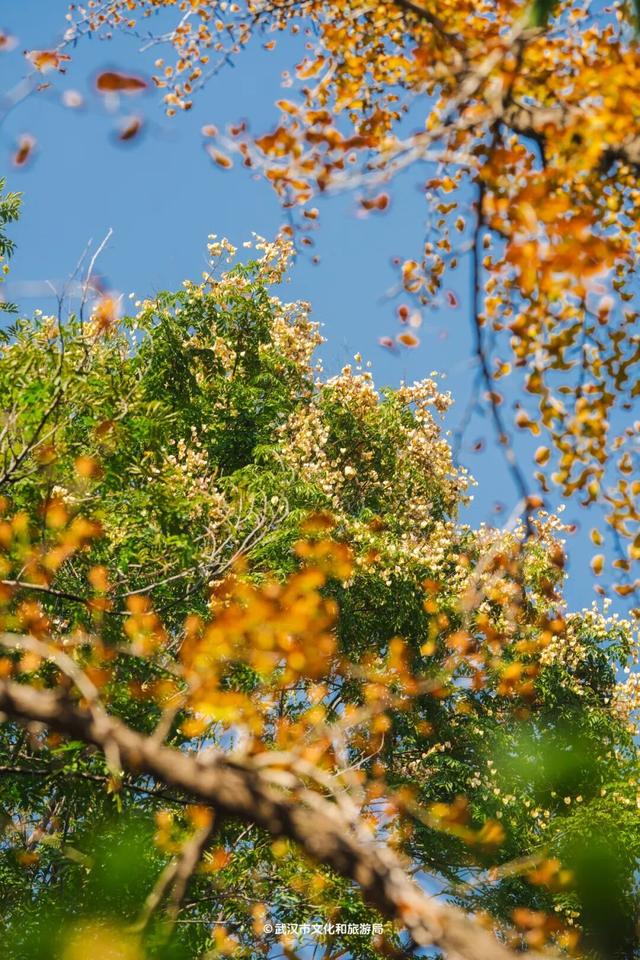 实况！武汉彩叶季来了，这些地方最出片