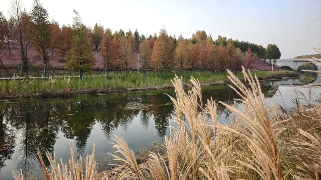 在秋冬的诗行里，尽赏“芦花飞雪”落中原！