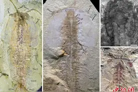 研究揭示5.18亿年前澄江生物群“奇丽灰姑娘虫”精细软体结构图片