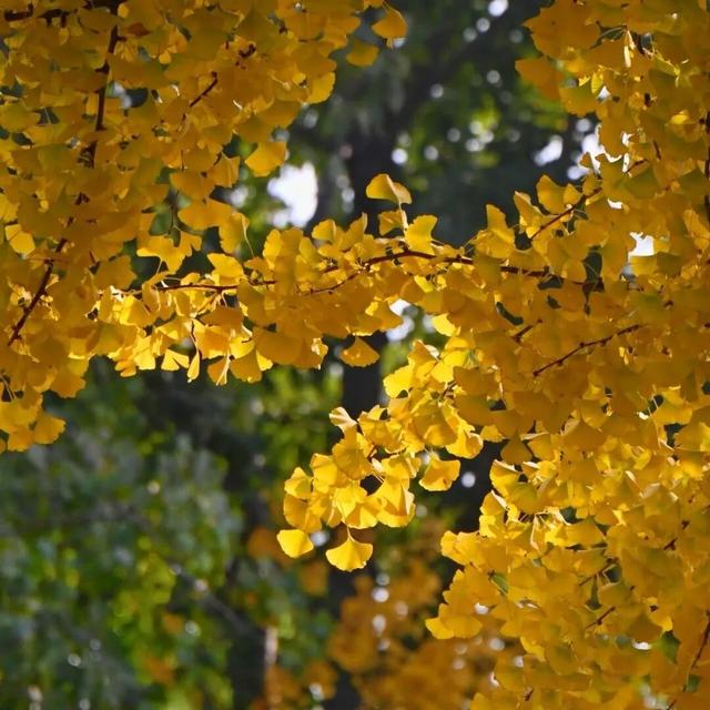 还在凑满减？这里的绝美秋景免费派送中——