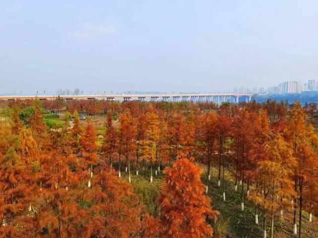 230余处打卡点一键查询！重庆城市公园秋冬观花赏叶地图发布