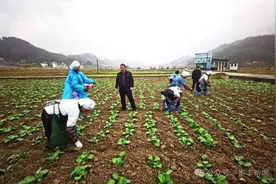 贞丰：加强田间管理 保障粮油安全越冬图片