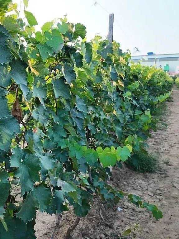 葡萄大量上市，洛阳人，开炫