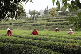 石阡苔茶：一片叶子串成“国”字号产业园图片