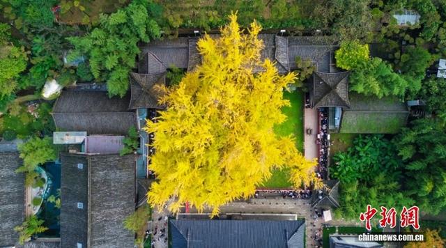 陕西西安:千年银杏树换“金装”