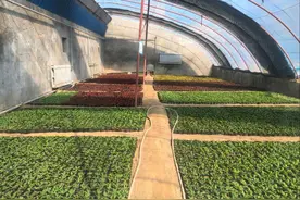 陕西神木园林所：春时播新绿 花卉育苗忙图片