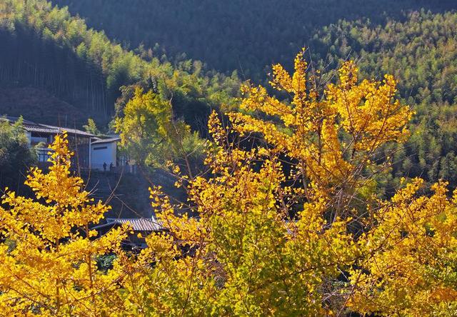 闽冬绝色，一场流动的盛宴🌺🌸❄️