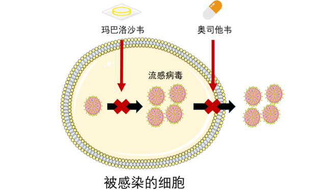 H3N2甲流来袭！黄金48小时自救用药怎么选？