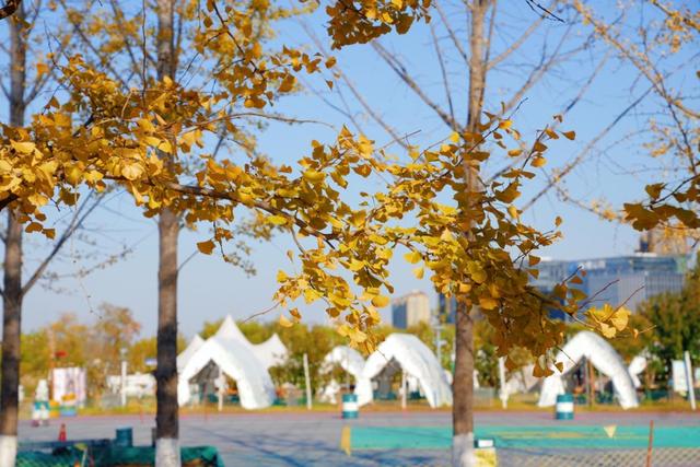 生态科技新城冬日色彩：满城尽染“银杏黄”