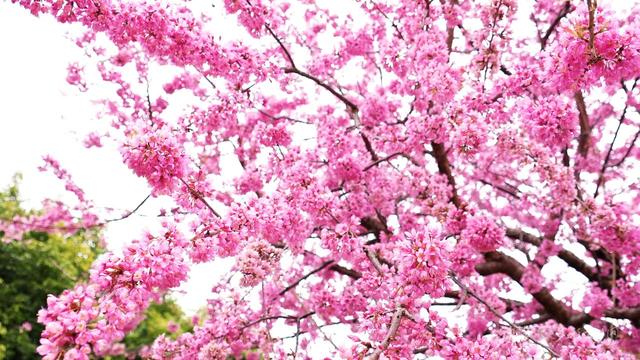 贵州冬韵：梅香入骨，花海先春