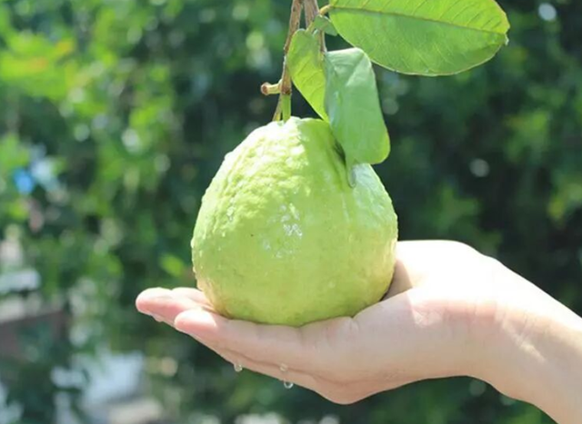 南宁就是冬日旅游天花板！摘果+跑马+演唱会+美景打卡，带你玩转“水果自由”之旅