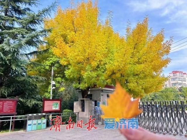 快来打卡公园景区秋色图鉴