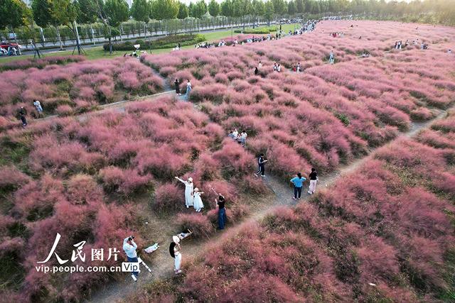 安徽六安：粉黛乱子草迎客来