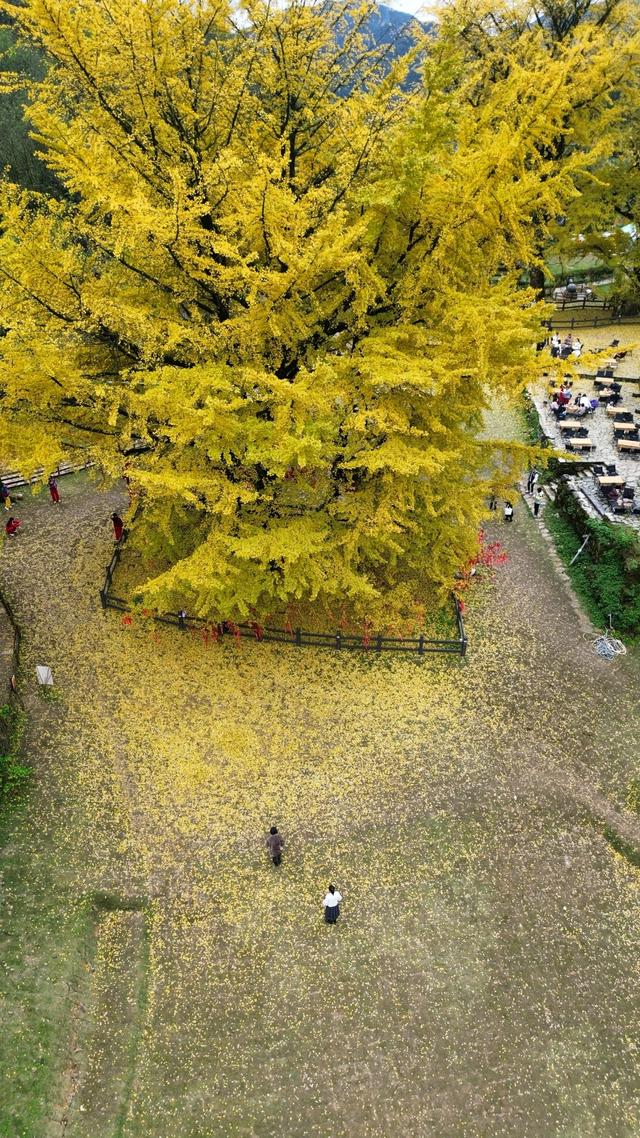 【天眼影像】仁怀:千年古银杏群金黄胜境 绘就黔北冬日乡愁地标