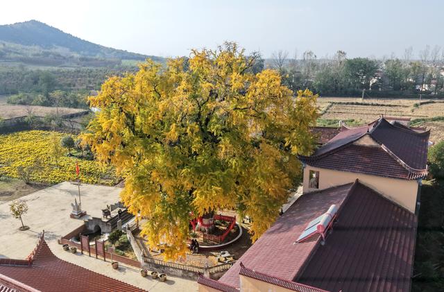 巢湖千年古银杏披上“黄金甲”