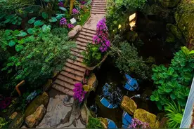 真暖！上海市区竟然藏着“热带雨林”~图片