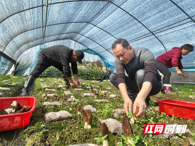 “路筑振兴梦”线上主题展示｜沿溪口路漫游双峰 解锁红色人文与山水生态双体验