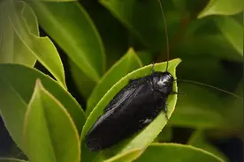 蟑螂“上新”？广东首次发现新物种：缘点大光蠊，与城市中的蟑螂不同