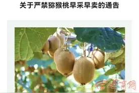 华商观察|陕西多县区发猕猴桃“禁早令” 为什么图片
