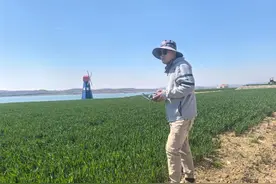 威海农产品牌人物志 | “80后”种粮“夫妻档”的田间故事图片