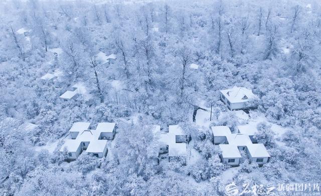那拉提：雪花轻舞绘就清雅丹青
