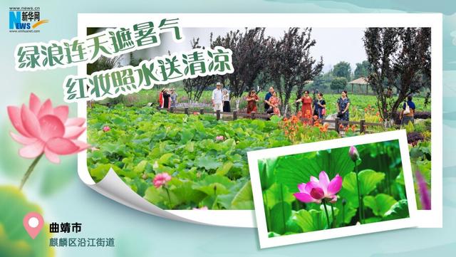 云南夏日赏荷图鉴