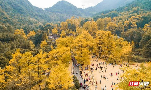 银杏树下开唱、足球场外快闪 桐子坳的秋为何让人们着迷？