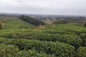 “桐柏红”映红革命老区乡村振兴路图片