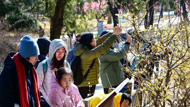 香山蜡梅，开啦！最佳观赏期至
