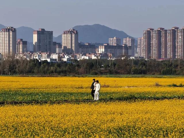 没看错！云南第一波油菜花已经金灿灿啦