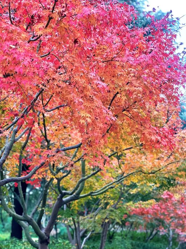 就是现在！大宁公园，美呆了！