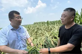 泰安国寿财险面对玉米灾情双向联动“两手抓”—— 一手抓理赔查勘 一手抓科学救灾图片