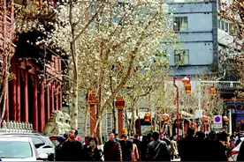 【图片新闻】赏玉兰春色 观古城美景图片