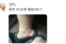 深新早点｜这种虫子深圳很常见！被咬痒到挠出血图片