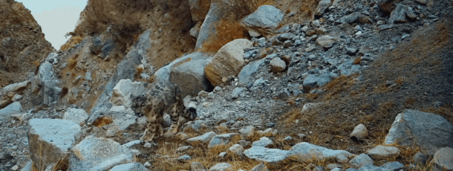 青城山｜与自然对话的日与夜。