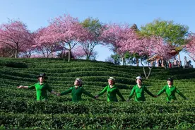 樱花绽放，春意正浓！漳平永福邀你共赏“醉”美春光！图片