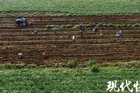 十月好“丰”景，句容红薯采收忙图片