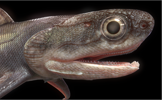 这个小盒子里的化石材料，产生了非常多举世瞩目的成果	，有十几篇顶刊文章｜卢静 一席少年第36位讲者