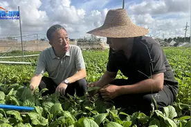 中国热科院专家助力农户恢复生产 保障蔬菜供应图片