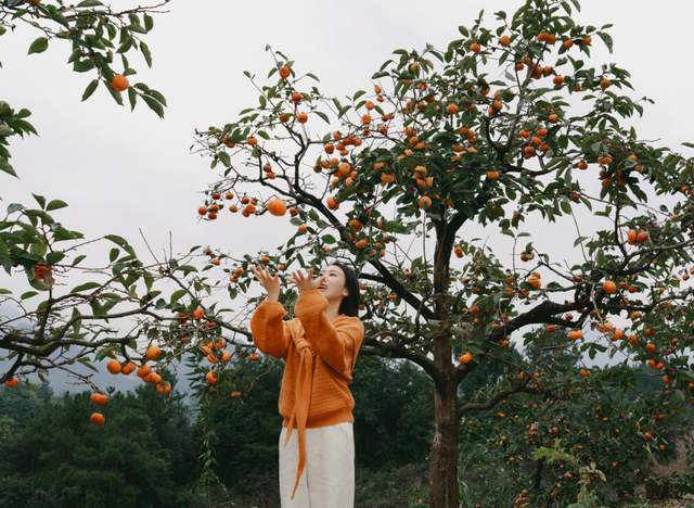 青睐绵阳 ‖ 马角秋日限定！解锁脆柿打卡新玩法，一日逛吃采摘攻略速领→