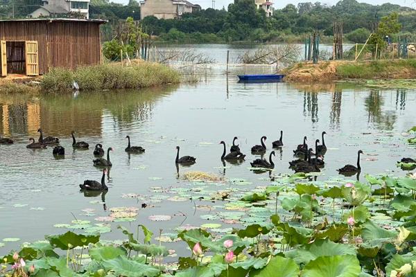 2025年益阳市文旅融合发展大会开展文旅项目观摩活动