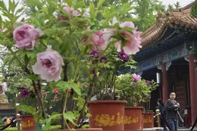 景山公园牡丹即将进入盛花期！今年特意增加不少稀有品种图片