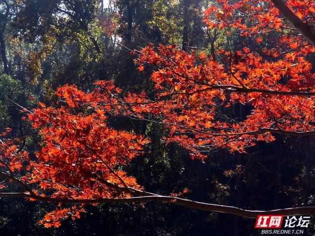 红叶漫染爱晚亭，今年岳麓山的枫景，是否能进你的心尖榜？