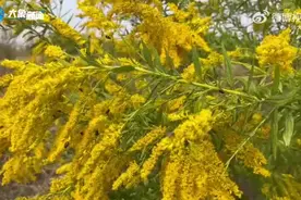 郑州再现“加拿大一枝黄花”图片