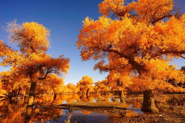 这个周末，在绍兴遇见“千里之外”的阿拉善